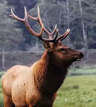 ElkHeadRight